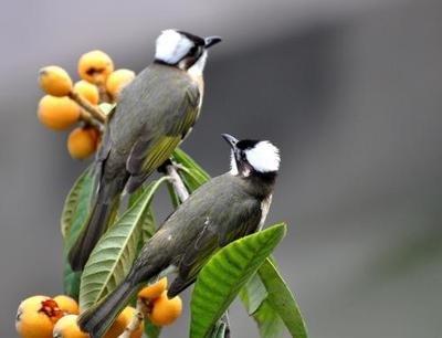 白頭翁的繁殖方法，白頭翁怎么分公母?