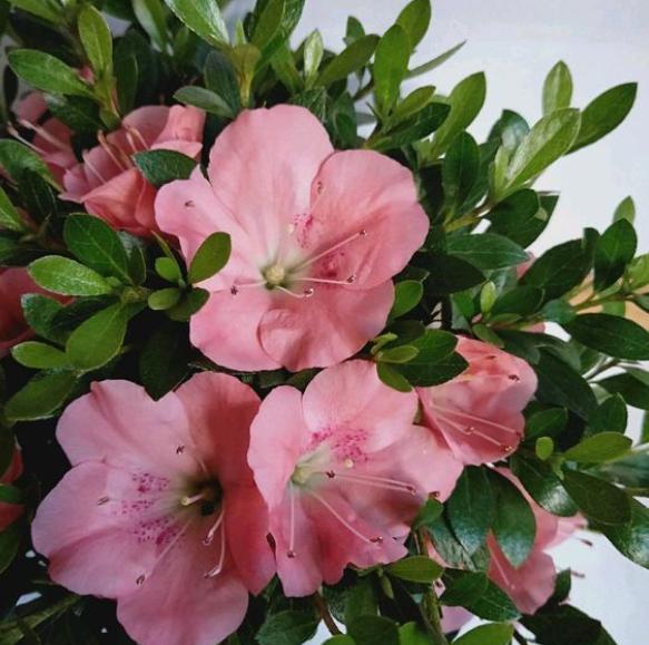 杜鵑施肥方法，用什么肥好，施肥方式有哪四種?