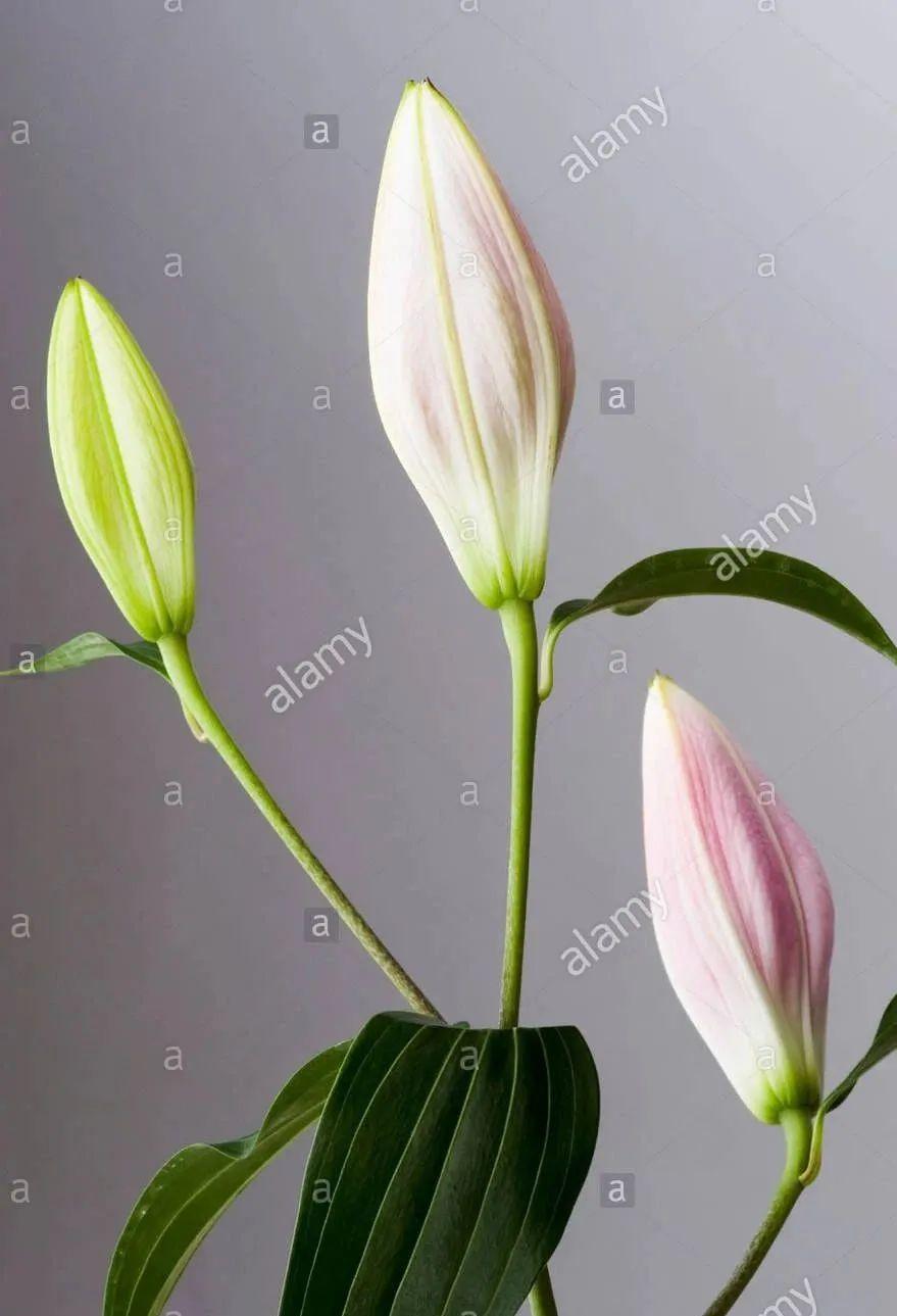 百合施肥方法，用什么肥好，發(fā)酵好的雞糞怎么施肥?