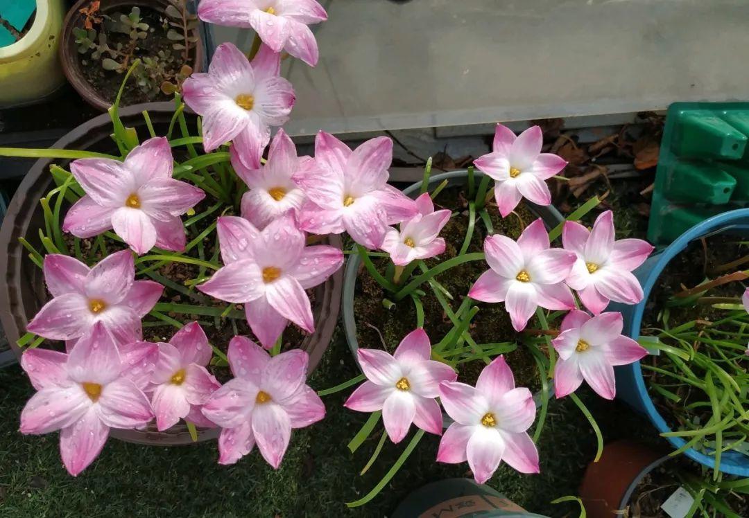 蔥蘭什么時(shí)候開(kāi)花，蔥蘭和韭蘭的區別?