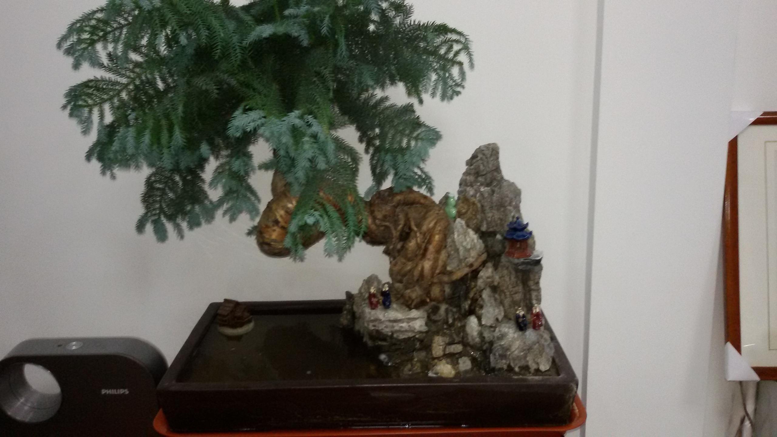 盆栽澳洲杉怎么澆水，澳洲杉怎么扦插?