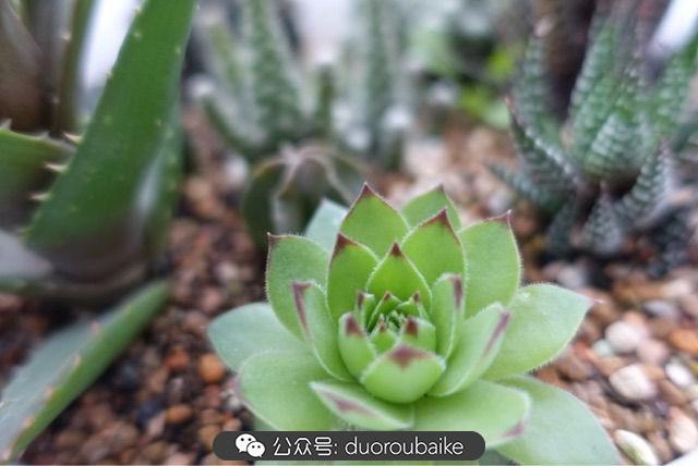 多肉白鳥(niǎo)怎么施肥，白鳥(niǎo)多肉爆盆?