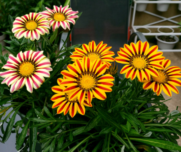 百萬(wàn)小鈴的繁殖方法，什么時(shí)候扦插，發(fā)財樹(shù)什么時(shí)候扦插好?