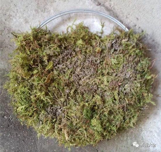 百萬(wàn)小鈴的繁殖方法，什么時(shí)候扦插，金魚(yú)吊蘭的扦插方法和注意事項?