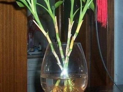 土養富貴竹怎么澆水，土養富貴竹怎么施肥，富貴竹的土壤養殖方法?