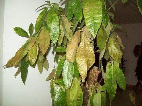 家養發(fā)財樹(shù)怎樣過(guò)冬，能用硫酸亞鐵水澆嗎，招財樹(shù)冬天怎么養?