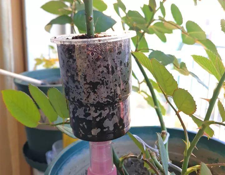 茶花壓條多久生根，空中壓條繁殖技術(shù)，臘梅壓條繁殖時(shí)間?