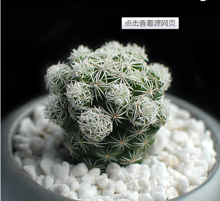 多肉白鳥(niǎo)怎么繁殖，白鳥(niǎo)多肉圖片?