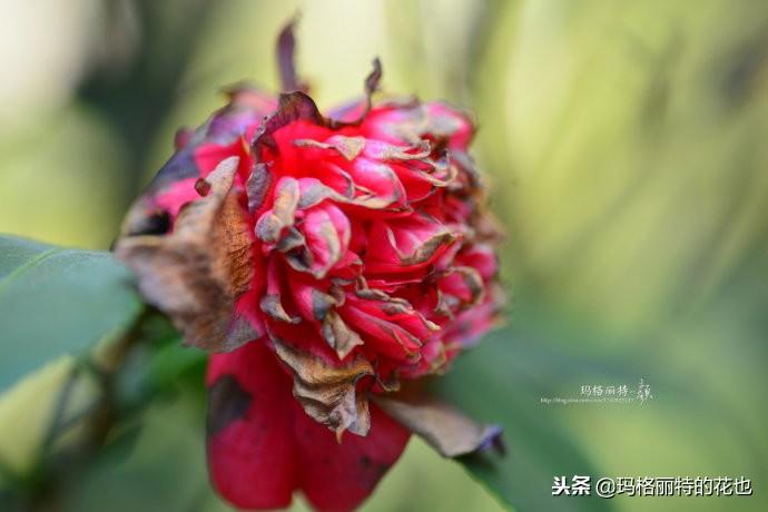 如何使茶梅在圣誕開(kāi)花，茶梅開(kāi)白花怎么辦?