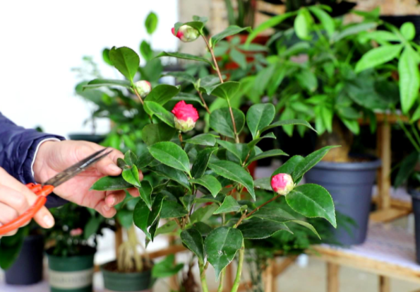 怎么讓茶花提前開(kāi)花，怎么延長(cháng)花期，怎樣讓茶花花苞快些開(kāi)花?