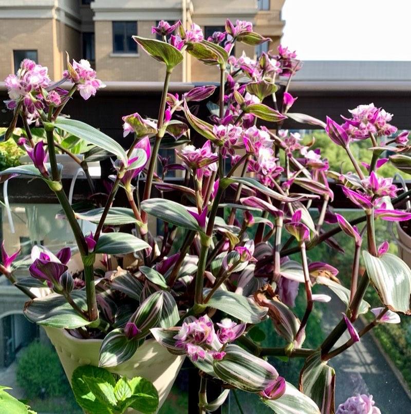 油畫(huà)吊蘭怎么養，怎么扦插，吊蘭扦插方法圖解?