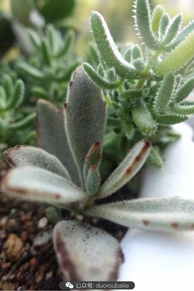 多肉白鳥(niǎo)怎么施肥，白鳥(niǎo)多肉爆盆?