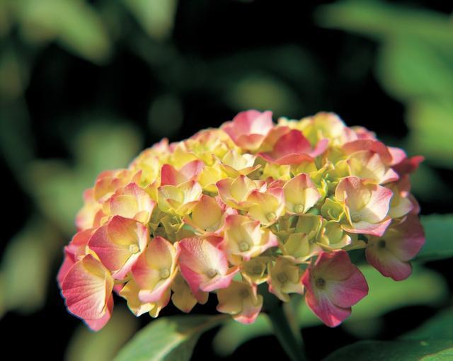 八仙花怎么繁殖，八仙花的養殖方法和注意事項?
