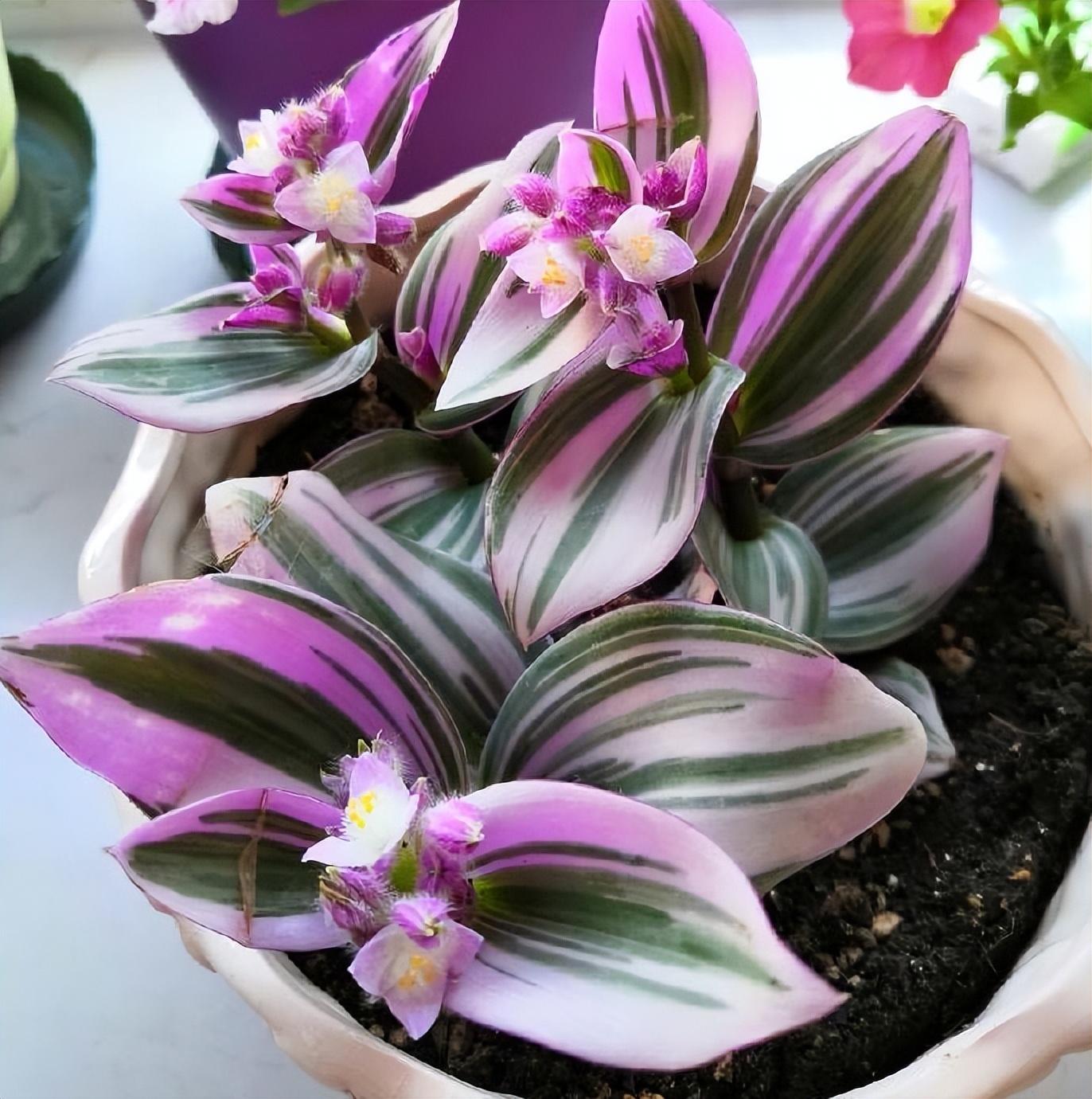 油畫(huà)吊蘭怎么養，怎么扦插，吊蘭扦插方法圖解?