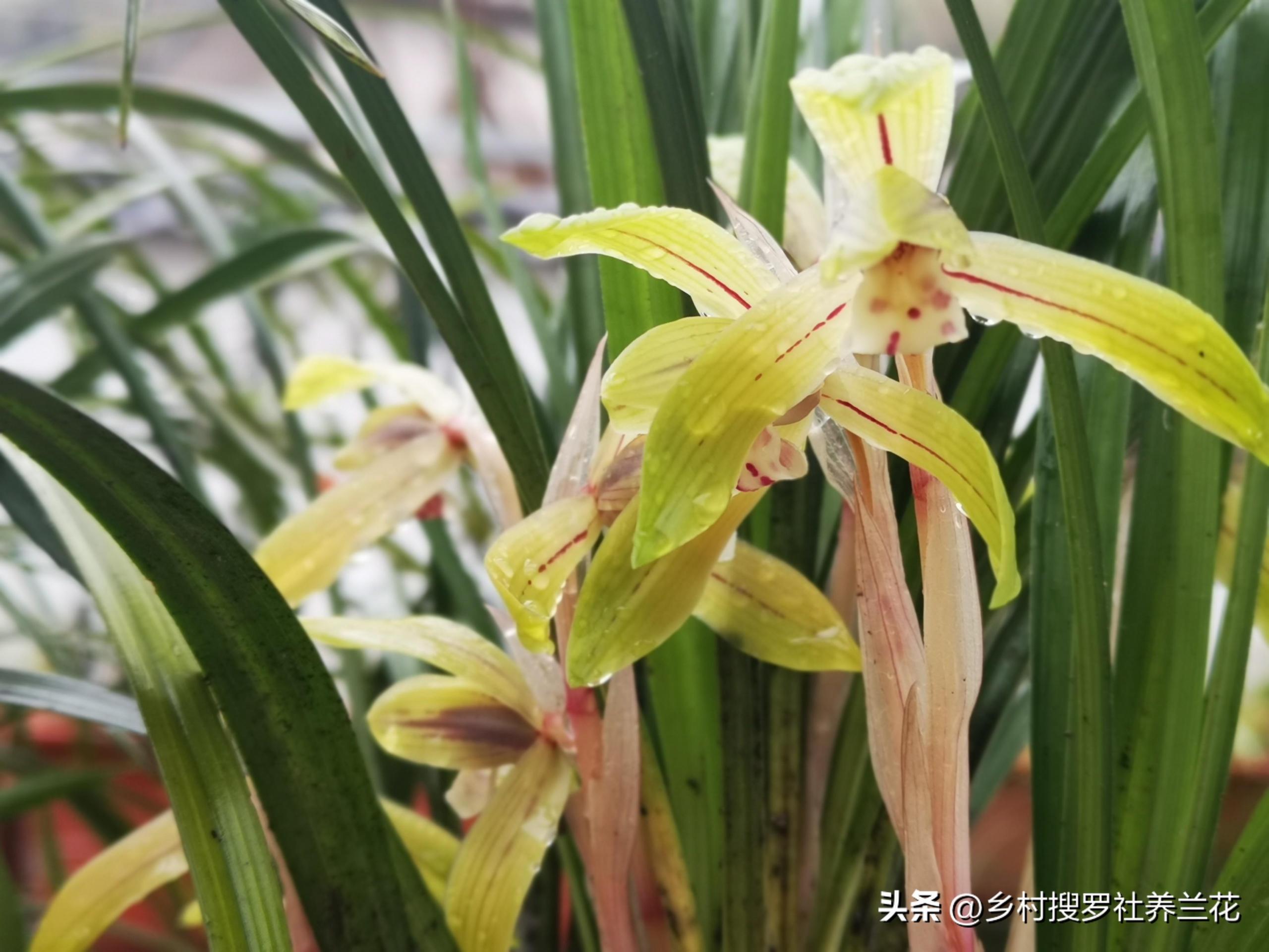 春蘭怎么繁殖，蘭花種子繁殖技術(shù)?