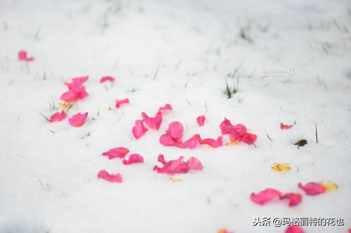 如何使茶梅在圣誕開(kāi)花，茶梅開(kāi)白花怎么辦?