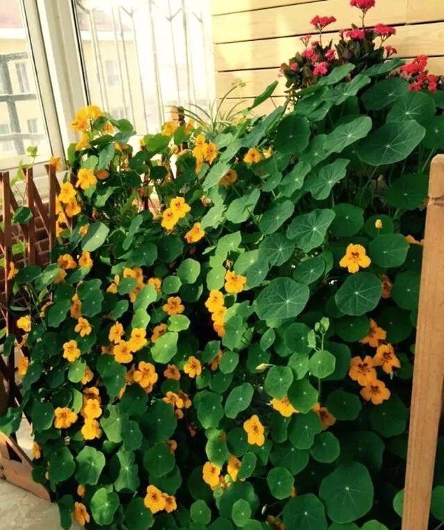 百萬(wàn)小鈴的扦插方法，小木槿扦插多久生根?