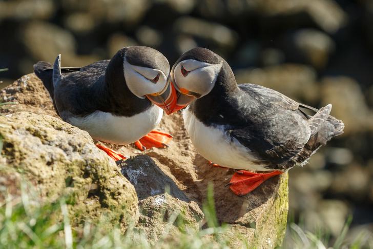 熊的尾巴有什么用處，熊的尾巴是干什么用的