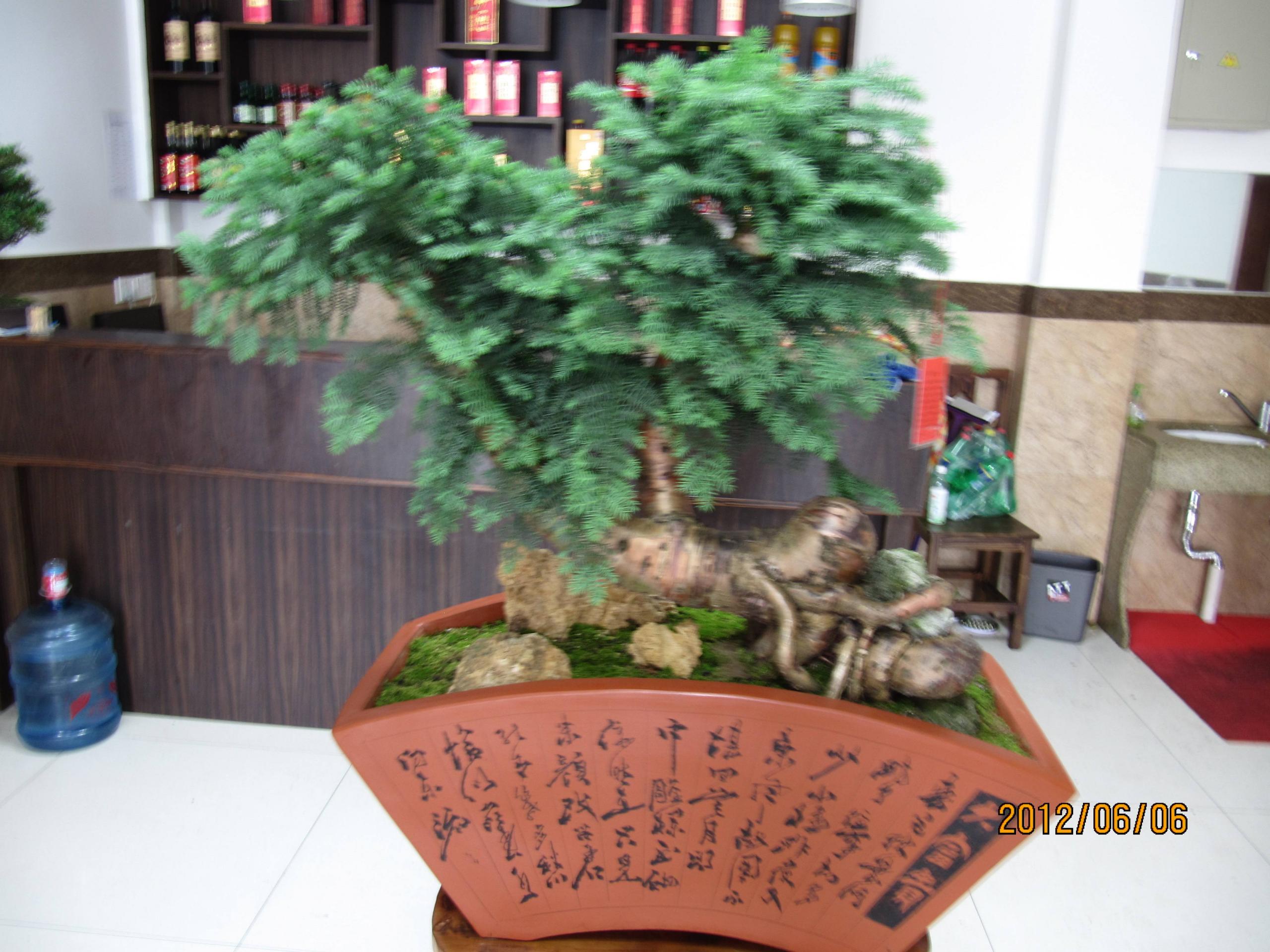 盆栽澳洲杉怎么澆水，澳洲杉怎么扦插?