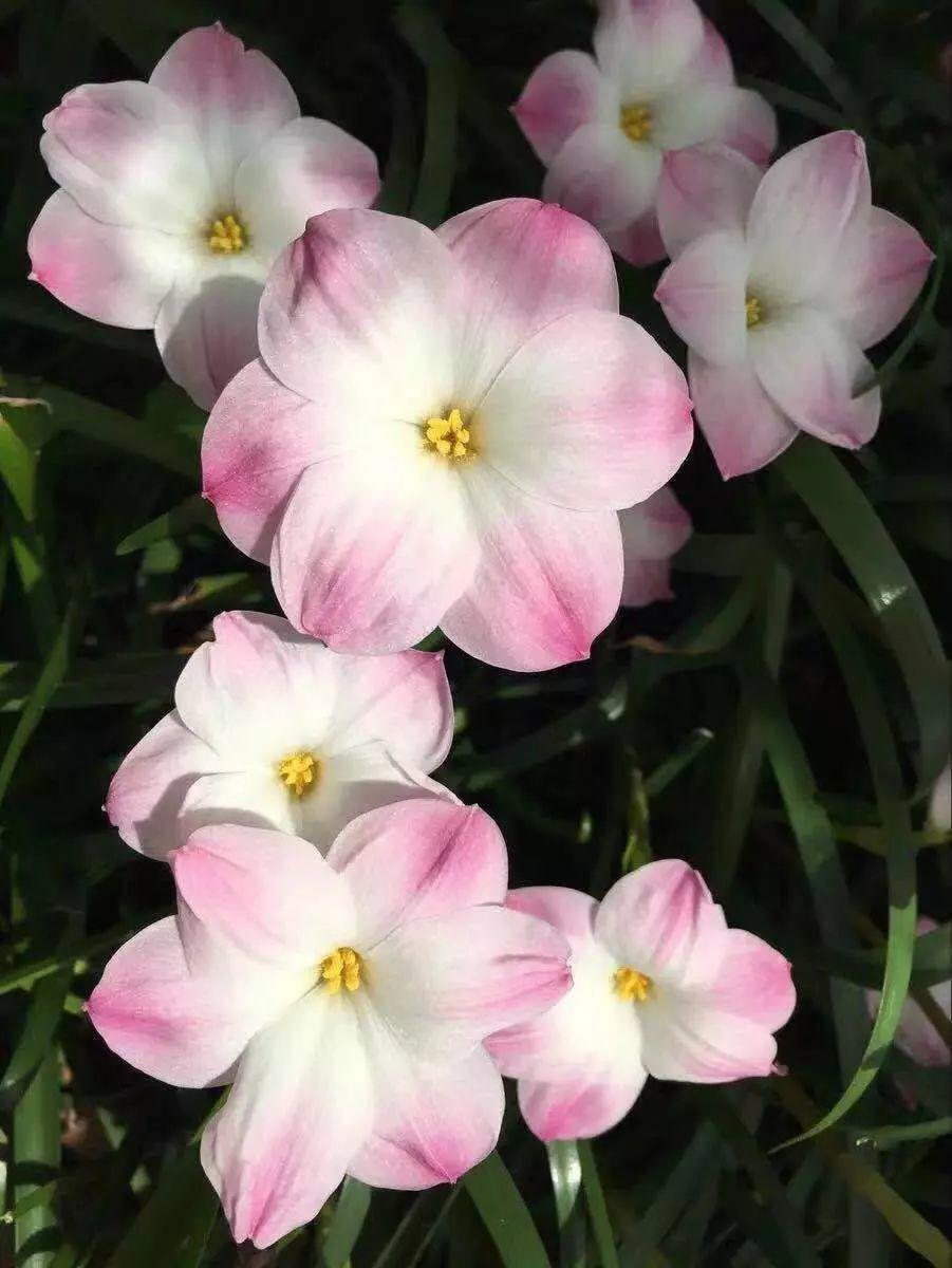 蔥蘭什么時(shí)候開(kāi)花，蔥蘭和韭蘭的區別?