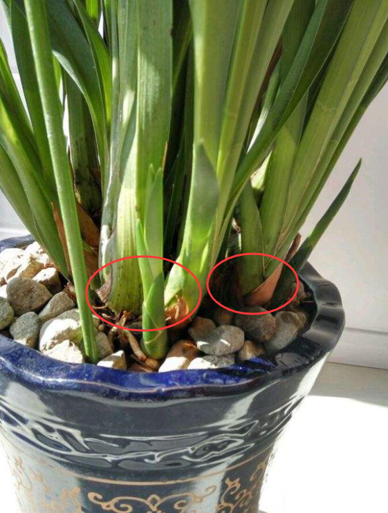 大花蕙蘭如何換盆，怎么分株，大花蕙蘭幾月份換盆?