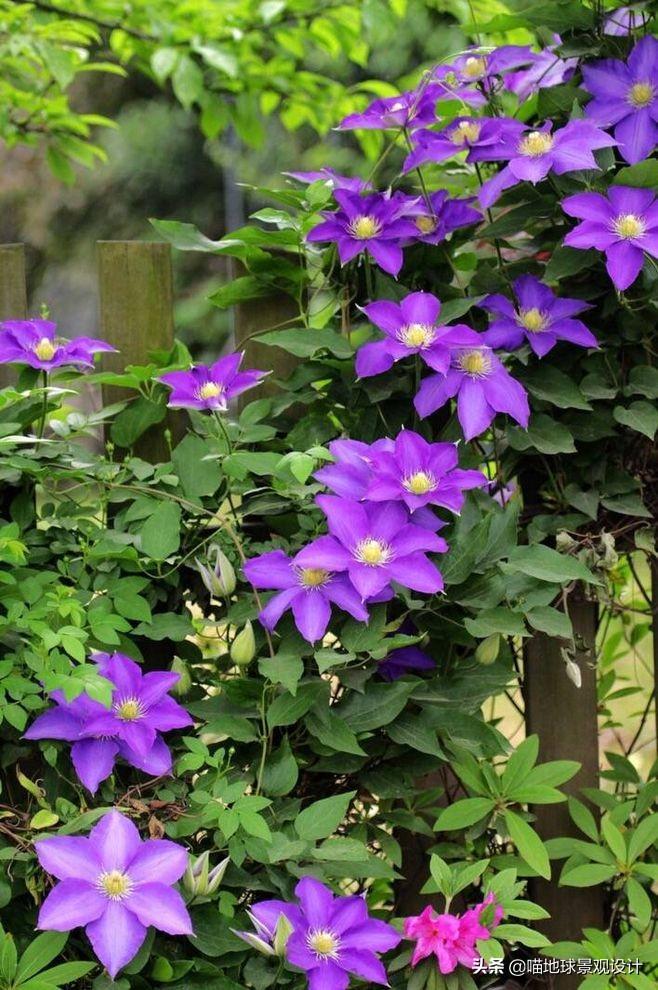 長(cháng)春蔓開(kāi)花嗎，長(cháng)春蔓和常春藤一樣嗎?