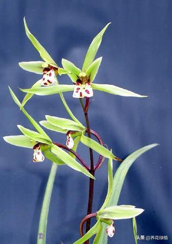 寒蘭開(kāi)花養護，寒蘭幾月開(kāi)花?