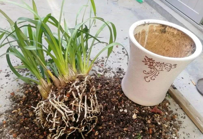 大花蕙蘭如何換盆，怎么分株，大花蕙蘭幾月份換盆?