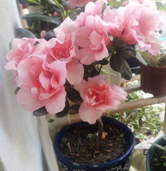 杜鵑施肥方法，用什么肥好，施肥方式有哪四種?