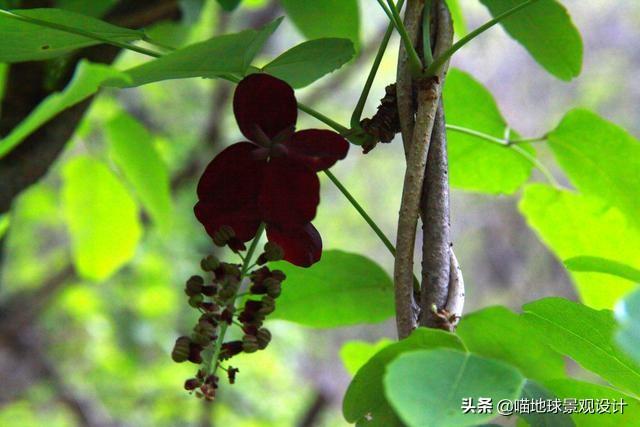 長(cháng)春蔓開(kāi)花嗎，長(cháng)春蔓和常春藤一樣嗎?