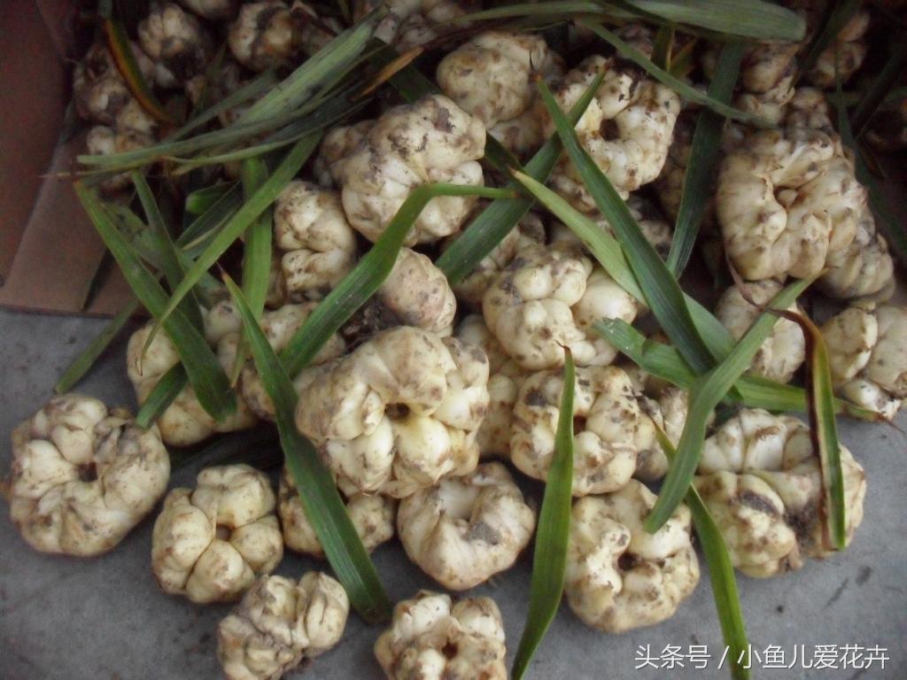 百合開(kāi)花之后怎么處理，百合一年開(kāi)花幾次，如何讓百合分叉多開(kāi)花?