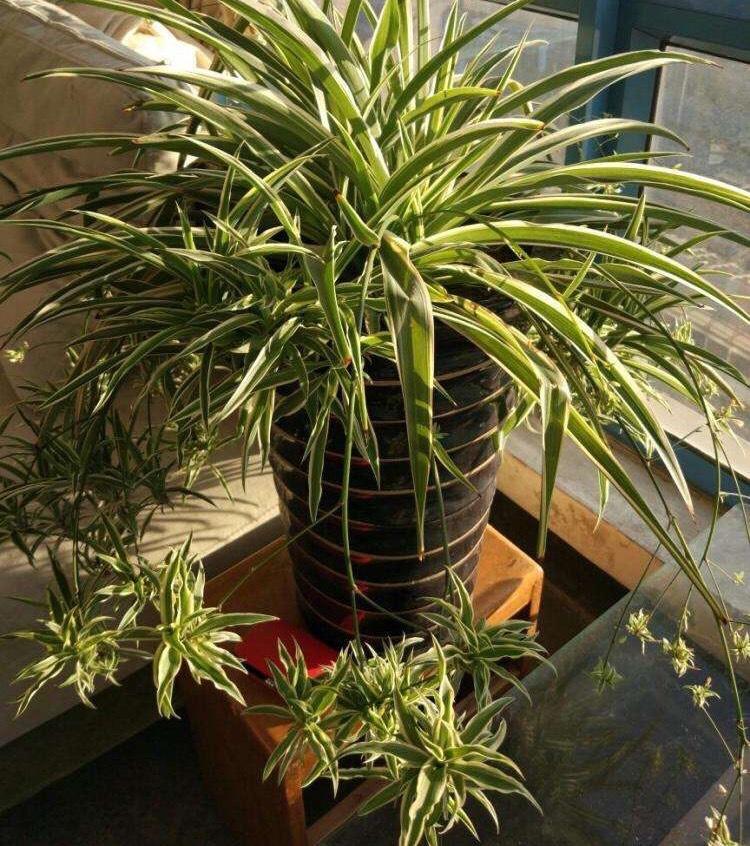 吊蘭冬天怎么過(guò)冬，金邊吊蘭冬天會(huì )凍死嗎?