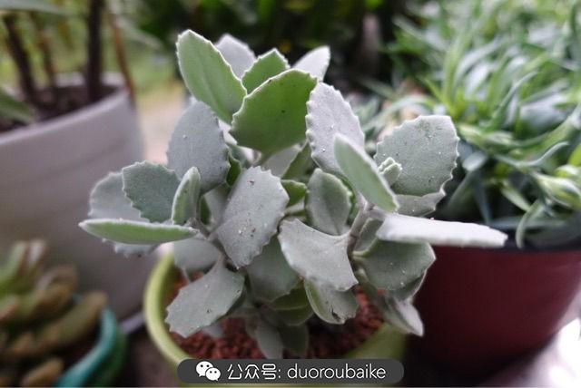 多肉白鳥(niǎo)怎么施肥，白鳥(niǎo)多肉爆盆?
