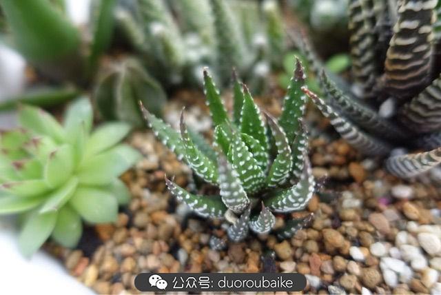 多肉白鳥(niǎo)怎么施肥，白鳥(niǎo)多肉爆盆?