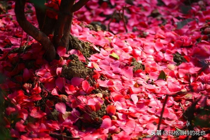 如何使茶梅在圣誕開(kāi)花，茶梅開(kāi)白花怎么辦?