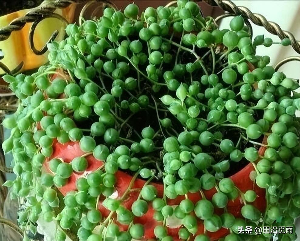 魚(yú)嘴吊蘭怎么養殖方法，怎么施肥，小嘴魚(yú)能養殖嗎?