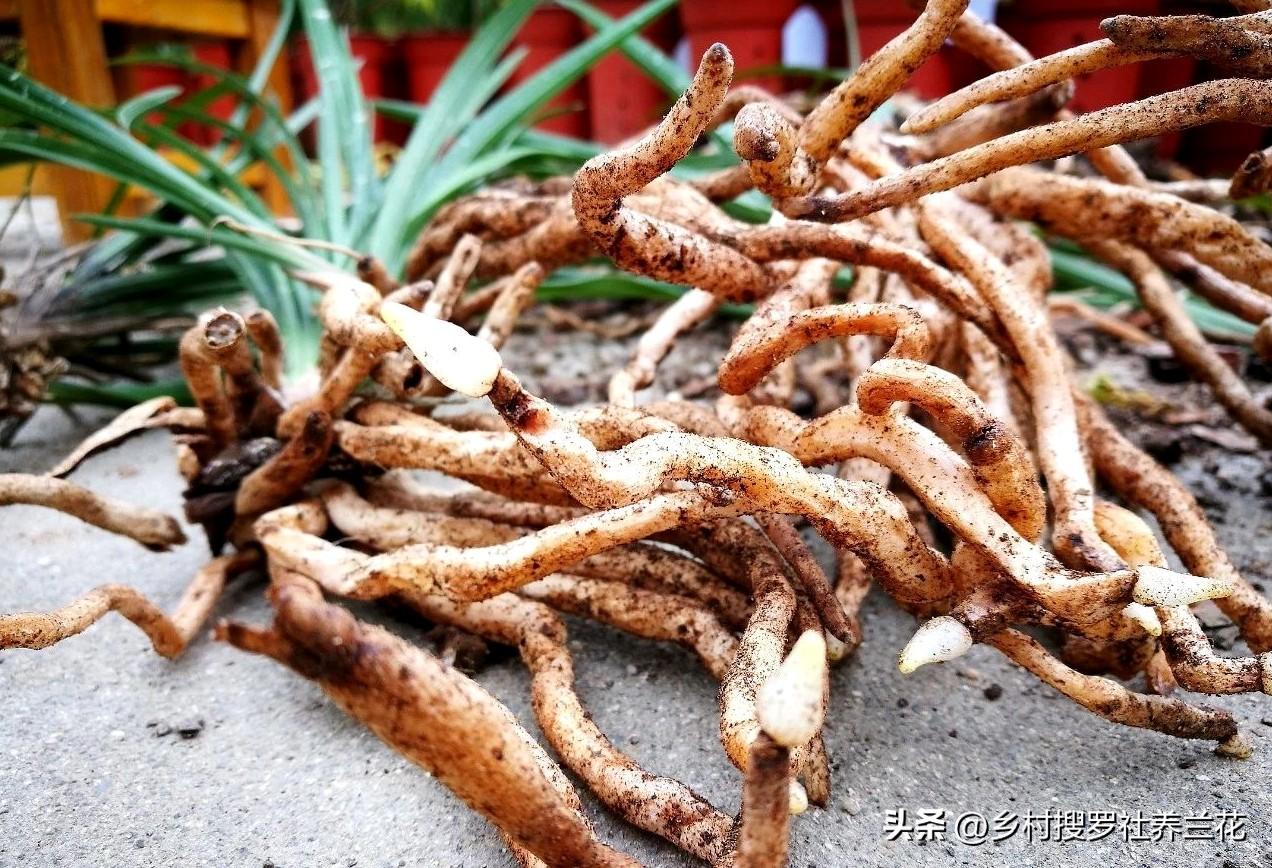 春蘭怎么繁殖，蘭花種子繁殖技術(shù)?