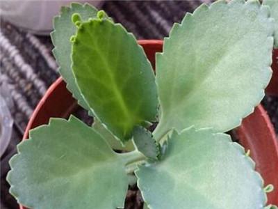 落地生根開(kāi)花嗎，落地生根會(huì )開(kāi)花嗎什么時(shí)候開(kāi)花?