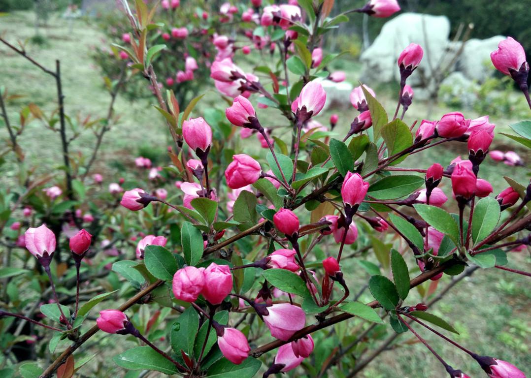 怎么讓垂枝海棠二次開(kāi)花，皇家美人垂枝海棠?