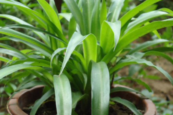 吊蘭換盆的注意事項，換盆最好用什么土，吊蘭換完土立即澆水嗎?