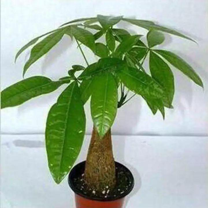 家養發(fā)財樹(shù)怎樣過(guò)冬，能用硫酸亞鐵水澆嗎，招財樹(shù)冬天怎么養?