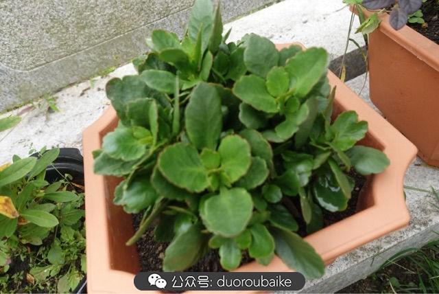 多肉白鳥(niǎo)怎么施肥，白鳥(niǎo)多肉爆盆?