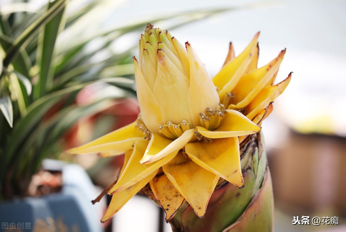 地涌金蓮開(kāi)花后怎么處理，爛莖了怎么辦，地涌金蓮花后怎么處理?