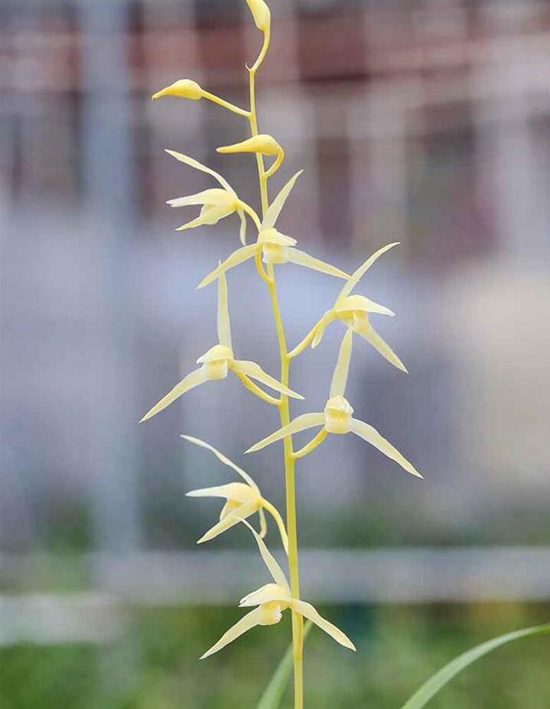 寒蘭什么時(shí)候開(kāi)花，寒蘭為什么人養的少?