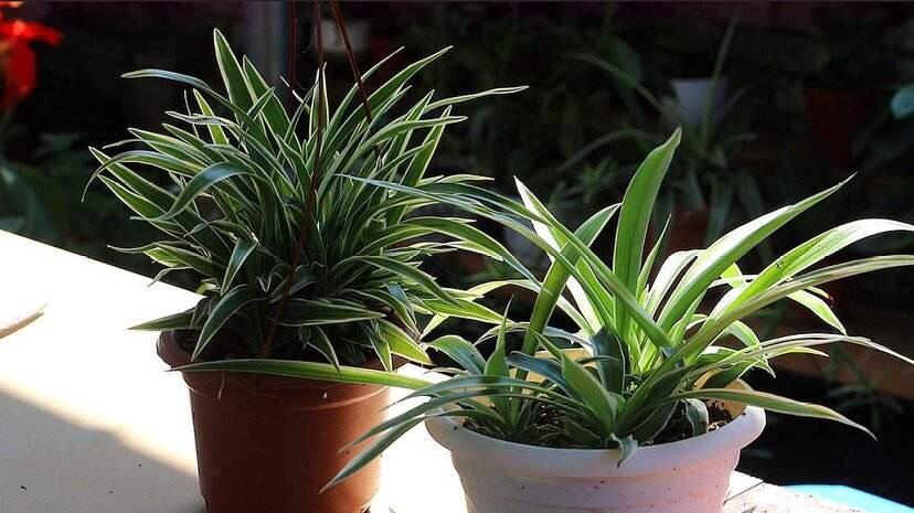 吊蘭冬天怎么過(guò)冬，金邊吊蘭冬天會(huì )凍死嗎?