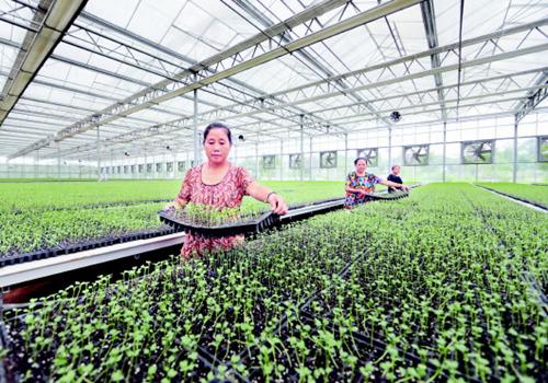 花椰菜種植前景怎么樣(農村夫婦種植30畝“致富菜”) 花椰菜種植前景怎么樣(農村夫婦種植30畝“致富菜”)