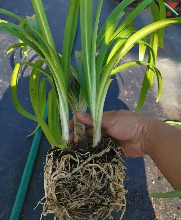 百子蓮怎么過(guò)冬，百子蓮冬天會(huì )凍死嗎?