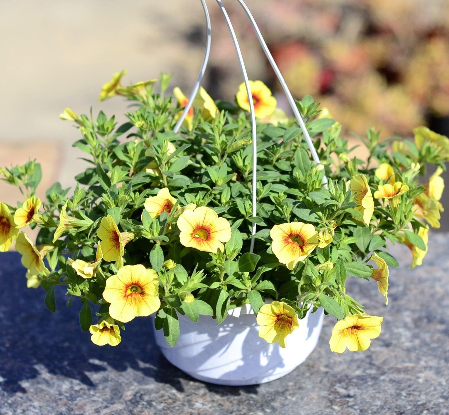 百萬(wàn)小鈴怎么修剪，如何快速復花，小玫瑰花謝了怎么修剪?