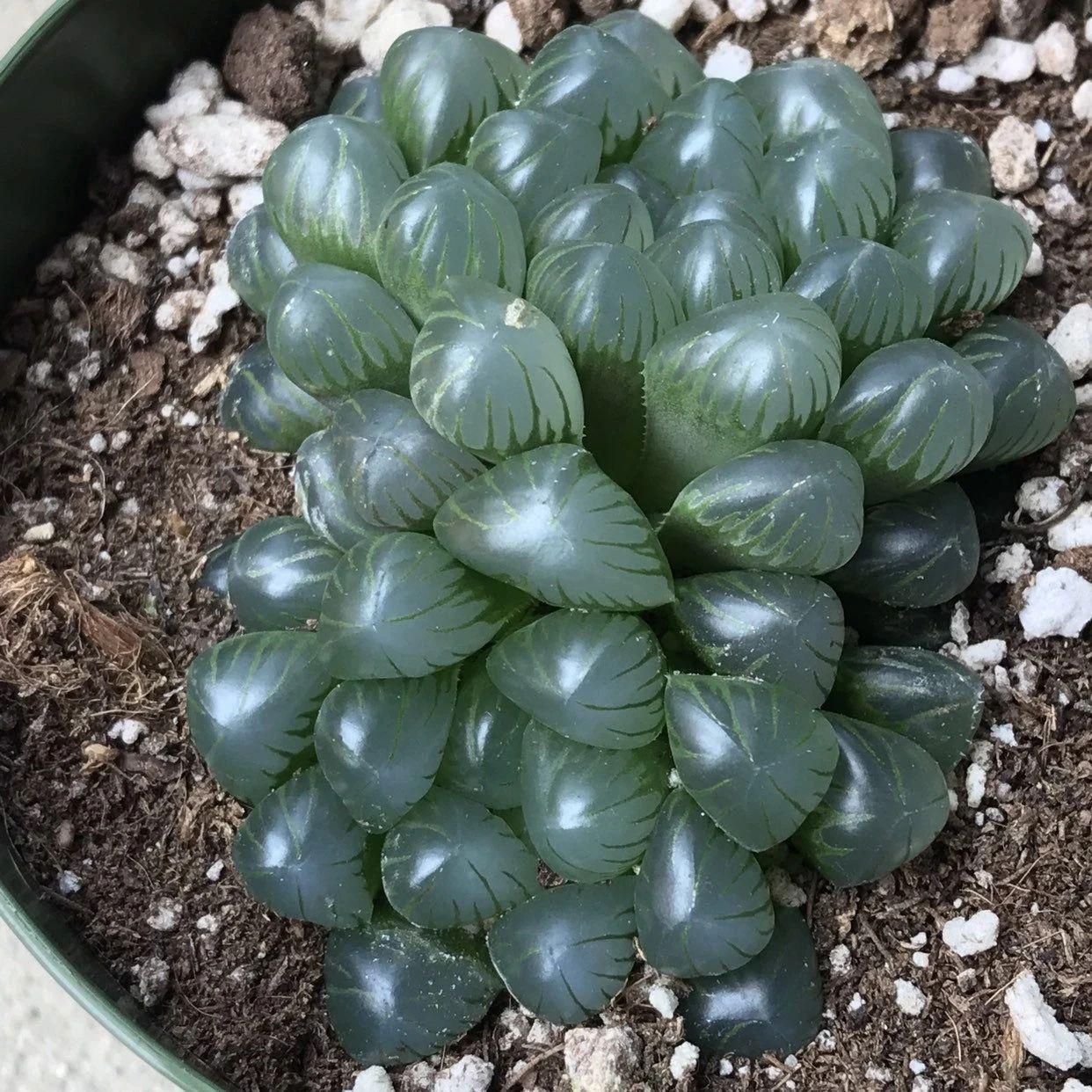 草玉露怎么澆水，這樣澆葉子更透亮了!，玉露干癟不服盆?