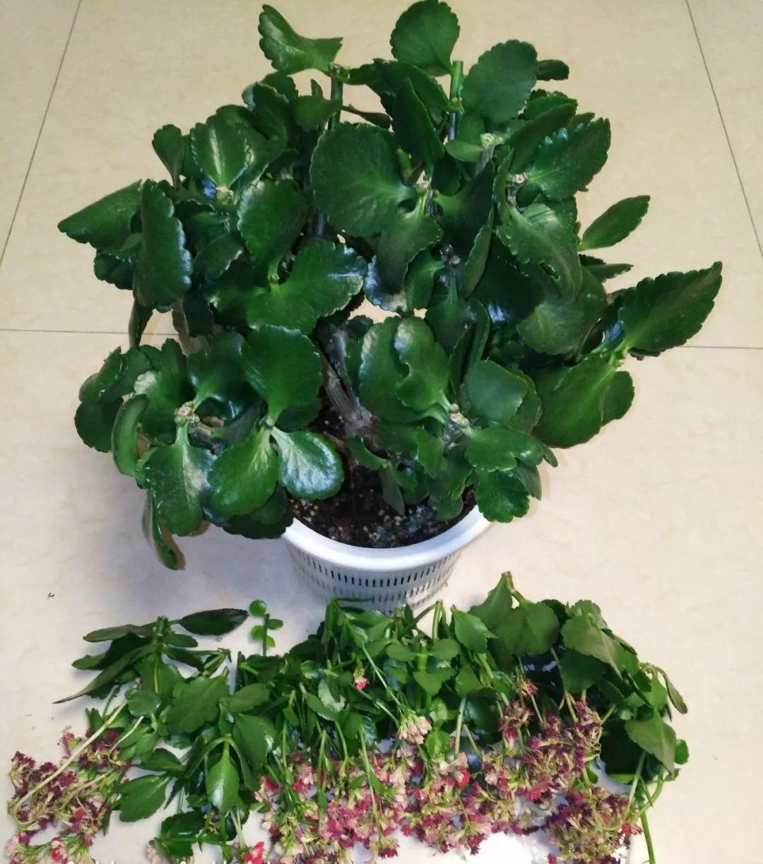 長(cháng)壽花花謝后如何修剪，怎么處理，杜鵑花花謝后怎樣修剪?